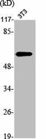 SPP1 Antibody (PACO06714)