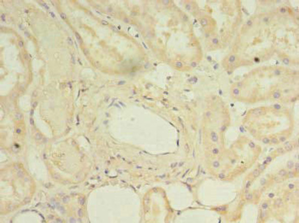 DYRK4 Antibody (PACO41686)