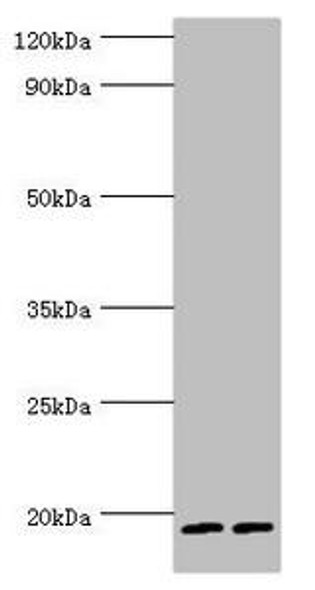 SRGN Antibody (PACO42929)