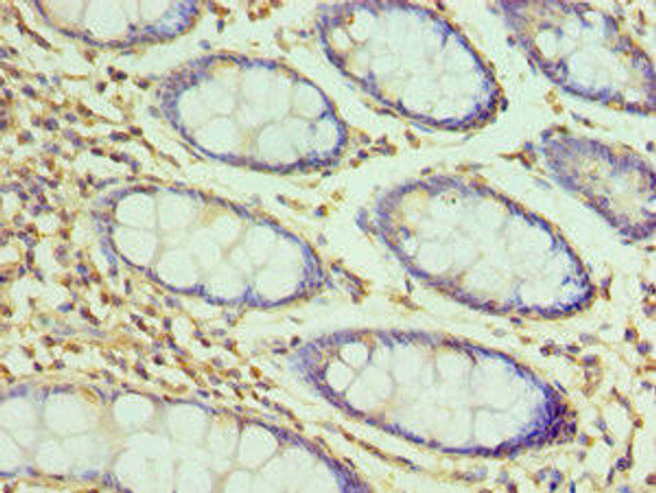 H2AFZ Antibody (PACO43196)