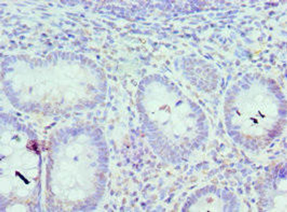 IRF8 Antibody (PACO43230)