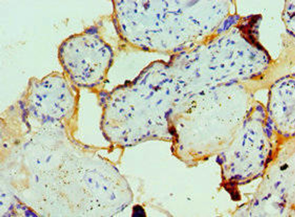 FCMR Antibody (PACO43234)