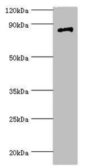 STAT4 Antibody (PACO43374)