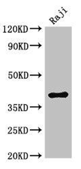 HMBS Antibody (PACO49654)