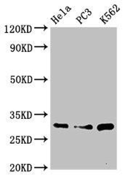 PSMA1 Antibody (PACO51886)