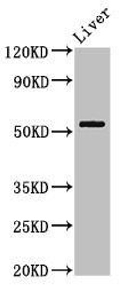 MEIS2 Antibody (PACO53694)