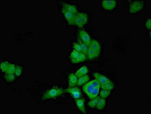 TBX1 Antibody (PACO54058)