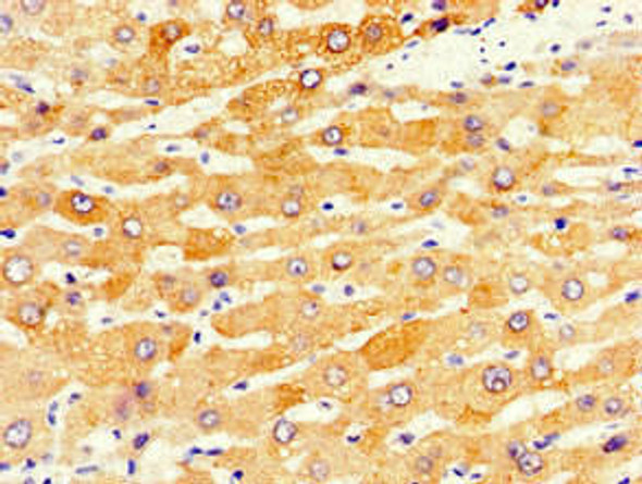 CYP1A2 Antibody (PACO54278)