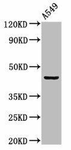 LAMP3 Antibody (PACO55358)