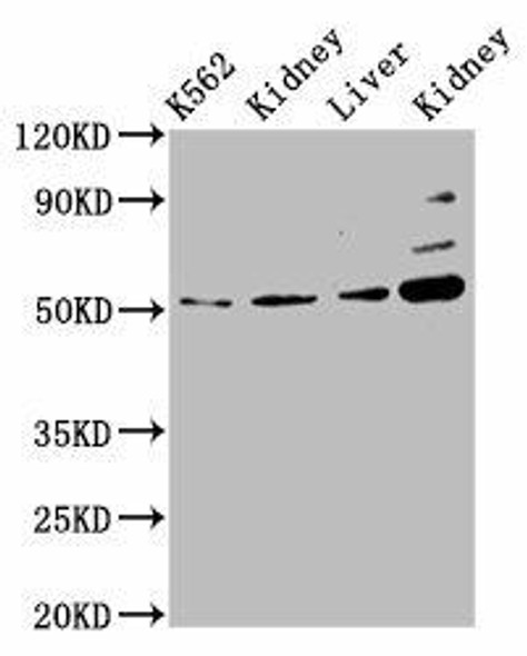 GSS Antibody (PACO57792)