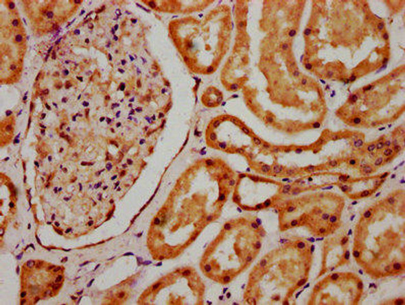 SCLY Antibody (PACO59880)