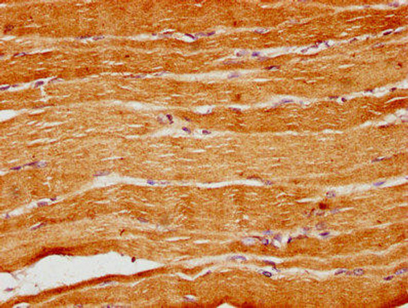 SGCE Antibody (PACO60821)