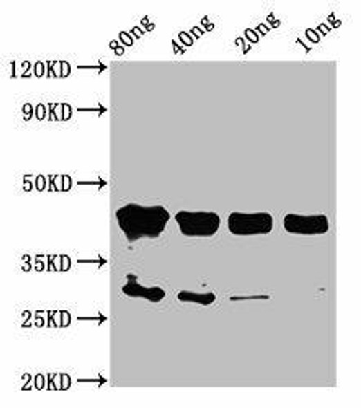 olig2 Antibody (PACO61362)