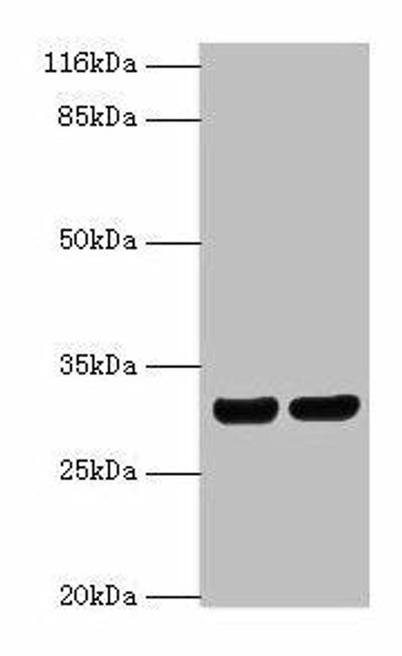 HLA-DRB1 Antibody (PACO33972)