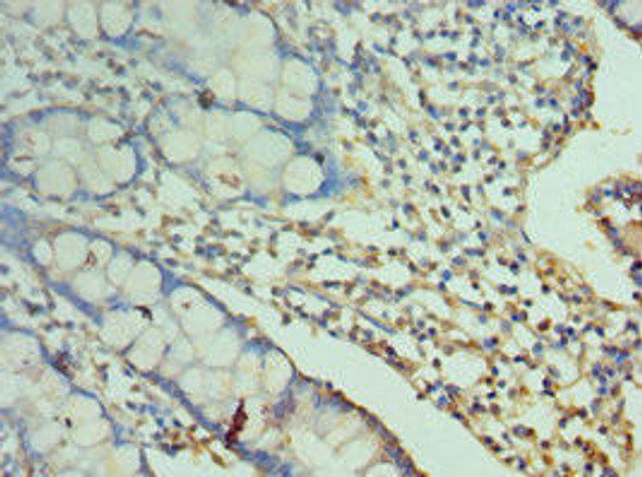 CD244 Antibody (PACO43130)