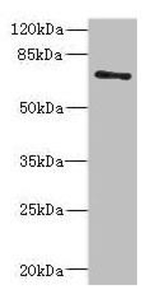 ZNF549 Antibody (PACO44745)