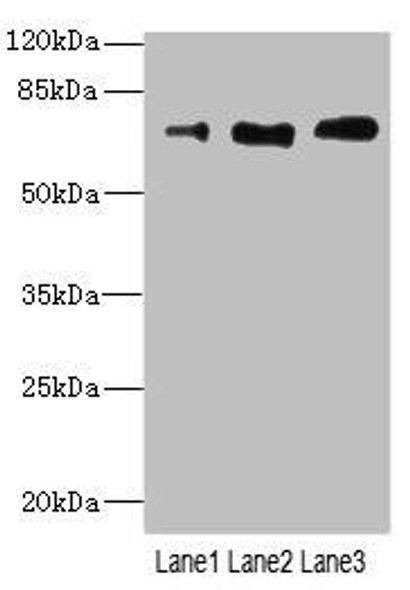 CD180 Antibody (PACO45338)