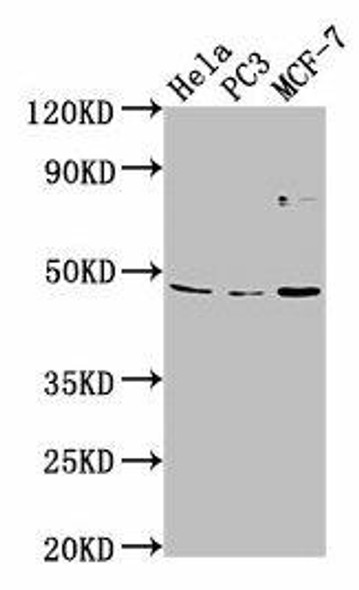 TMEM237 Antibody (PACO63167)