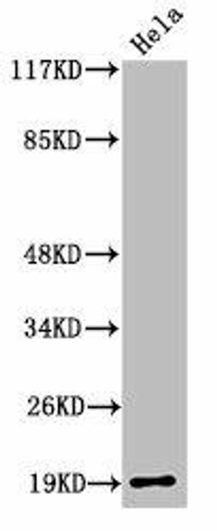 Cleaved-F2 (R327) Antibody (PACO00040)