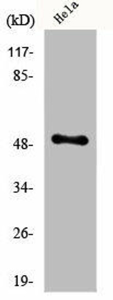 EGR1/EGR2 Antibody (PACO00745)