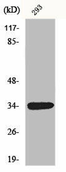 GDF15 Antibody (PACO00849)