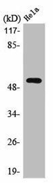 STK11 Antibody (PACO01024)