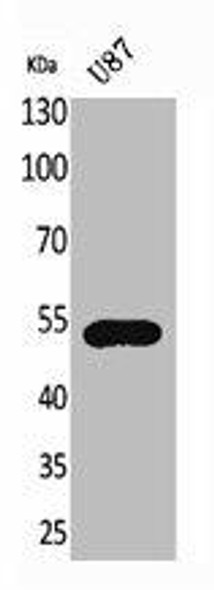 CX3CR1 Antibody (PACO01830)