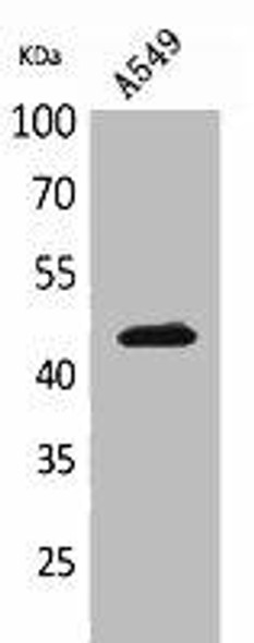 KRT19 Antibody (PACO02037)