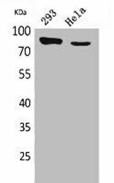 SLC26A3 Antibody (PACO02102)