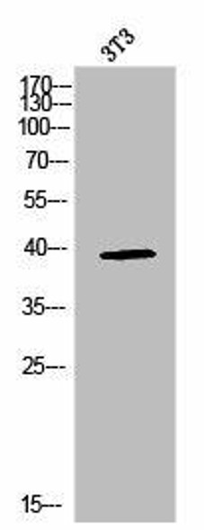 MAPK14 Antibody (PACO02482)