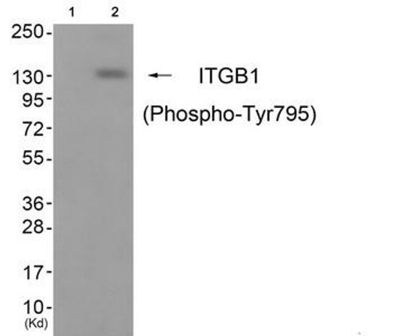 Phospho-ITGB1 (Tyr795) Antibody (PACO24167)