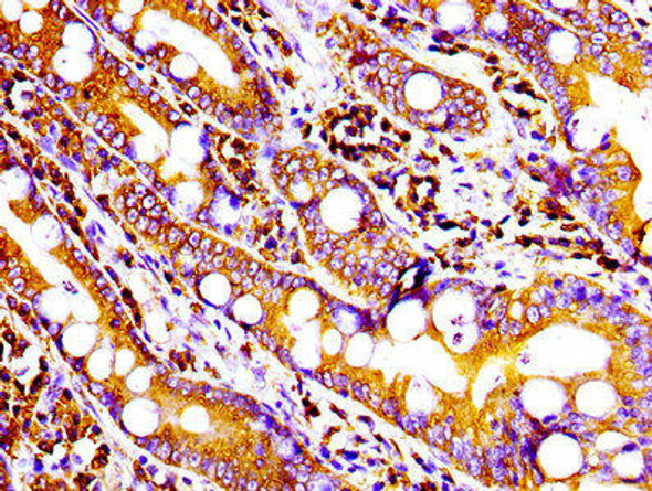 Anti-CD9 Antibody (RACO0011)