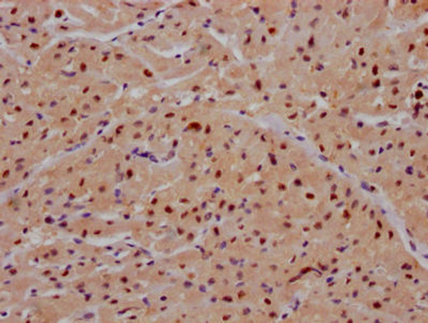 Anti-MAPK14 Antibody (RACO0461)