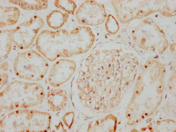 Anti-GDNF Antibody (RACO0166)