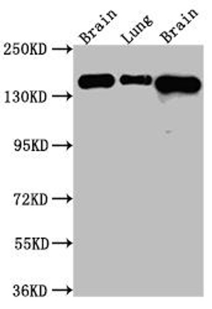 Anti-FGFR2 Antibody (RACO0543)