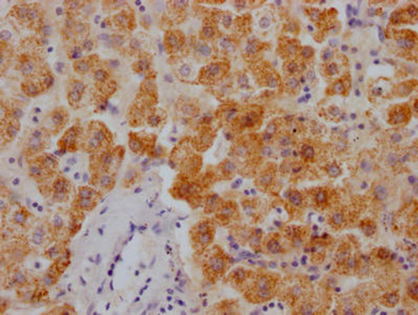 Anti-XDH Antibody (RACO0507)