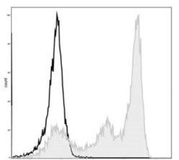 GenieFluor 488 Anti-Mouse Ly6G Antibody [1A8] (AGEL1383)