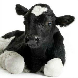 Bovine Allograft inflammatory factor 1 (AIF1) ELISA Kit (BOEB0573)