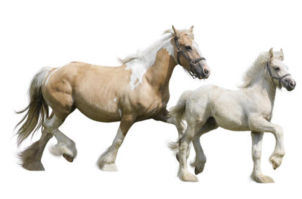 Horse Dehydroepiandrosterone (DHEA) ELISA Kit (HREB0009)