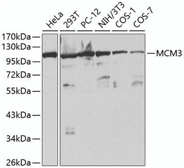 Anti-MCM3 Antibody (CAB1060)