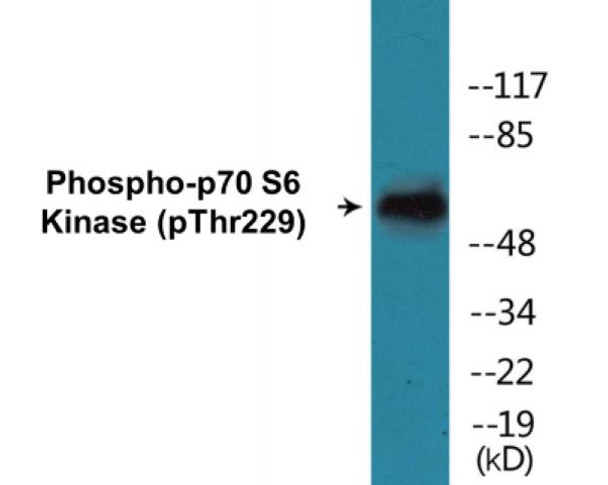p70 S6 Kinase (Phospho-Thr229)Colorimetric Cell-Based ELISA Kit (CBCAB00044)