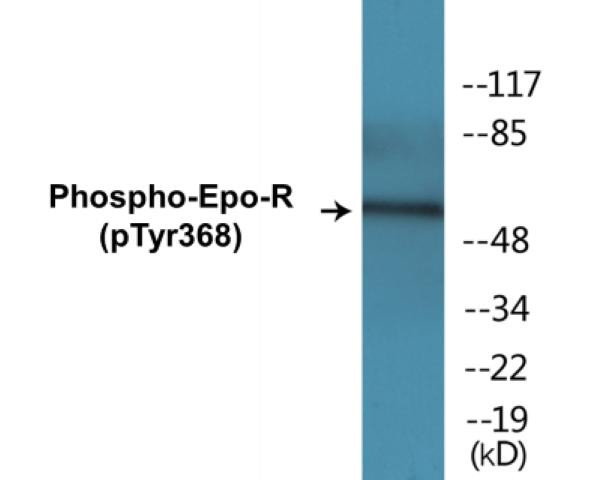 Epo-R (Phospho-Tyr368)Colorimetric Cell-Based ELISA Kit (CBCAB00048)