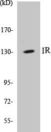 IR Colorimetric Cell-Based ELISA Kit (CBCAB00082)