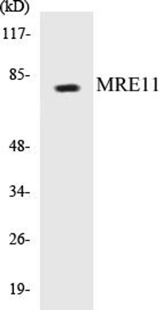 MRE11 Colorimetric Cell-Based ELISA Kit (CBCAB00083)