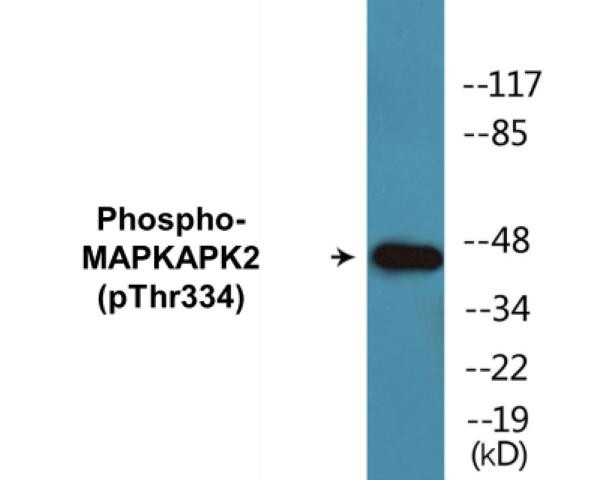 MAPKAPK2 (Phospho-Thr334)Colorimetric Cell-Based ELISA Kit (CBCAB00094)