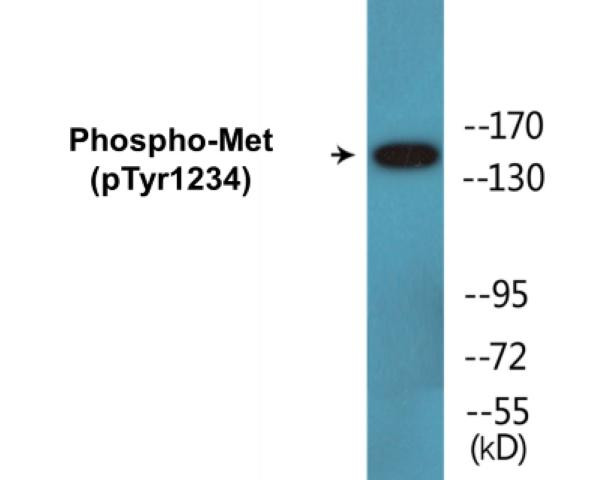 Met (Phospho-Tyr1234)Colorimetric Cell-Based ELISA Kit (CBCAB00105)