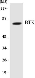 BTK Colorimetric Cell-Based ELISA Kit (CBCAB00114)