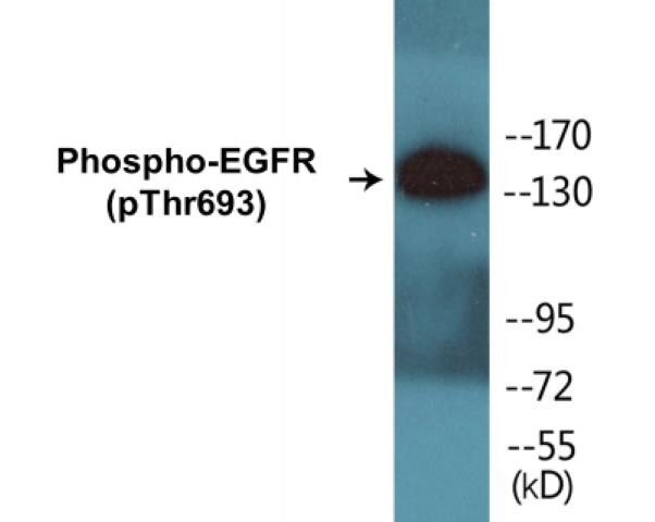 EGFR (Phospho-Thr693)Colorimetric Cell-Based ELISA Kit (CBCAB00135)