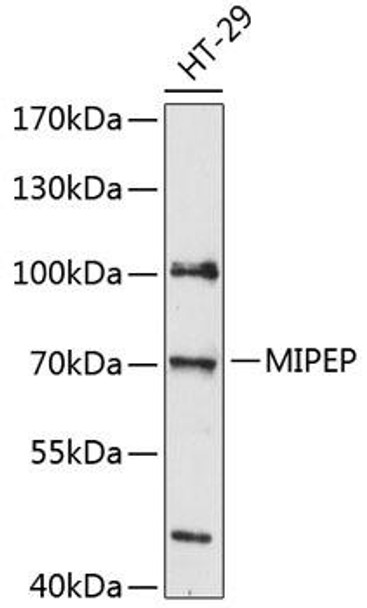 Anti-MIPEP Antibody (CAB12640)