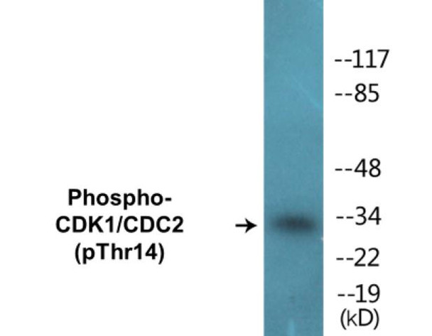 CDK1/CDC2 (Phospho-Thr14)Colorimetric Cell-Based ELISA Kit (CBCAB00139)